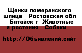 Щенки померанского шпица - Ростовская обл., Батайск г. Животные и растения » Собаки   